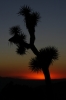 Joshua Tree