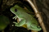 Frogs!