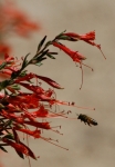 bee.jpg
