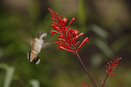 hummbird.jpg
