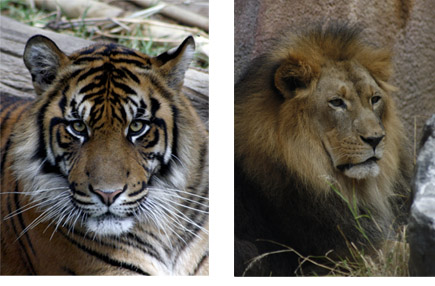 lazoo.jpg