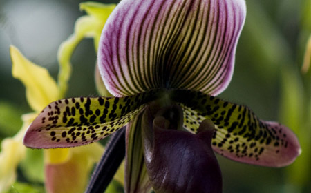 orchid.jpg