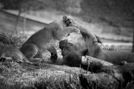 lions.jpg